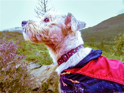 The Dog in Snowdonia