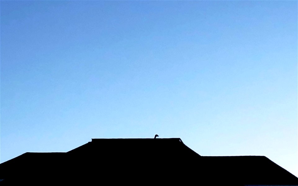 2022/365/91 Geese Landing