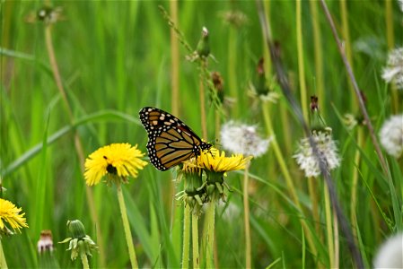 Monarch butterfly sipping nectar from a dandelion in Minnesota