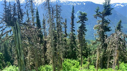 Trees at Green Mountain, Mt. Baker-Snoqualmie National Forest. Video by Sydney Corral June 28, 2021
