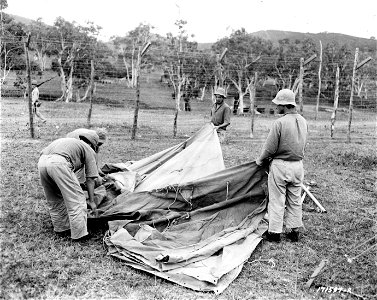 SC 171597-R - First Island Command, New Caledonia. Four Japanese prisoners prepare to pitch a pyramidal tent in their new stockade. Barbed wire fence can be seen in the background. 7 January, 1943.