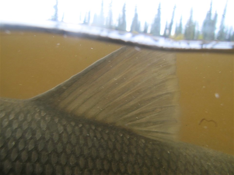 Selawik River sheefish