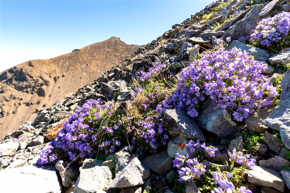 Custer-Gallatin National Forest, Emigrant Peak Trail: alpine wildflowers