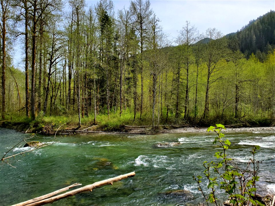 Sauk River from the Beaver Lake Trail, Mt. Baker-Snoqualmie National Forest. Photo by Anne Vassar April 29, 2021.