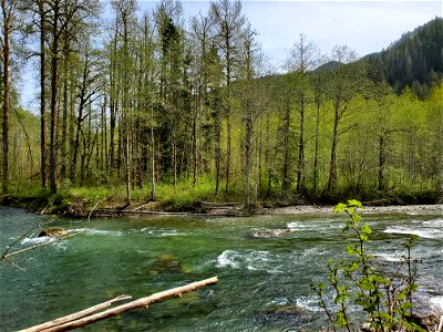 Sauk River from the Beaver Lake Trail, Mt. Baker-Snoqualmie National Forest. Photo by Anne Vassar April 29, 2021.