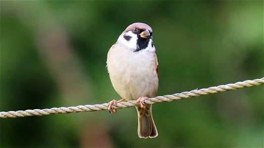 Feldsperling auf der Wäscheleine