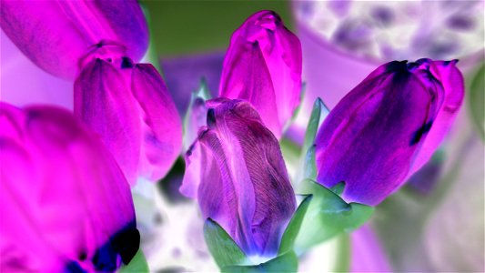 tulips_lalele-2023_0228_102830