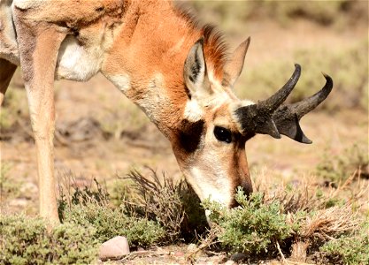 Pronghorn at Seedskadee National Wildlife Refuge