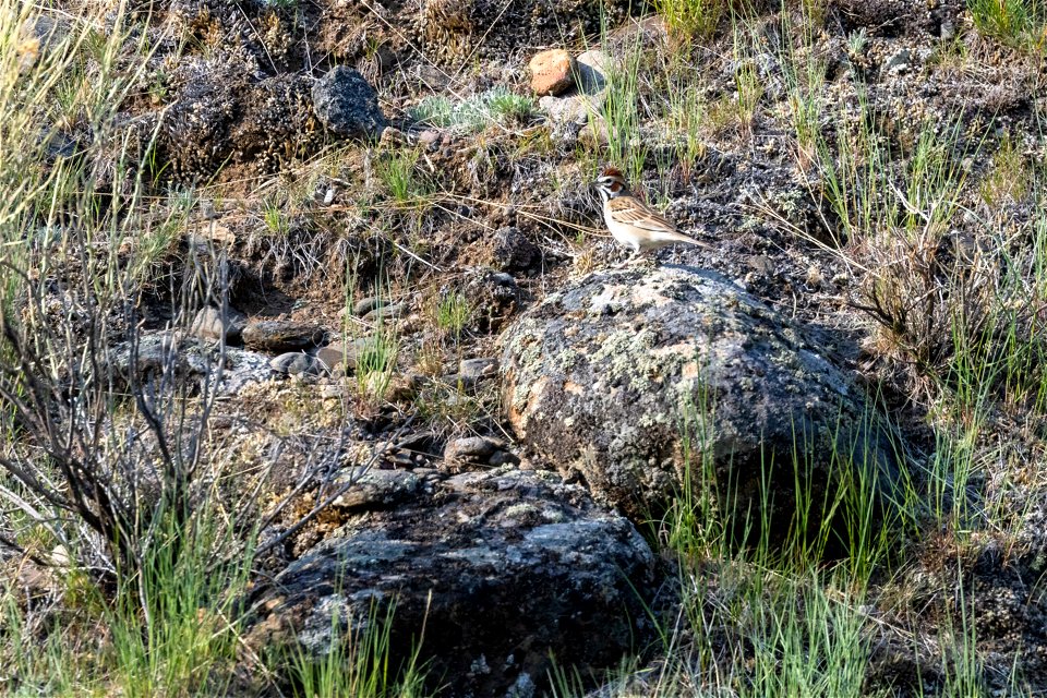 Lark sparrow (Chondestes grammacus) on a rock