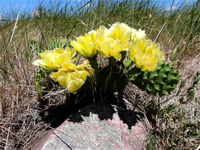 Plains prickly pear cactus photo