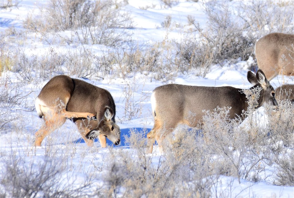 Mule deer on Seedskadee National Wildlife Refuge