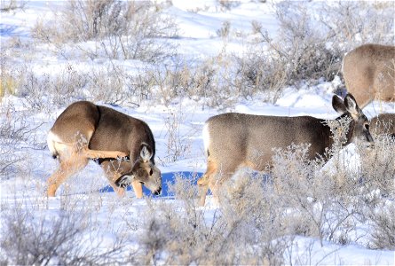 Mule deer on Seedskadee National Wildlife Refuge
