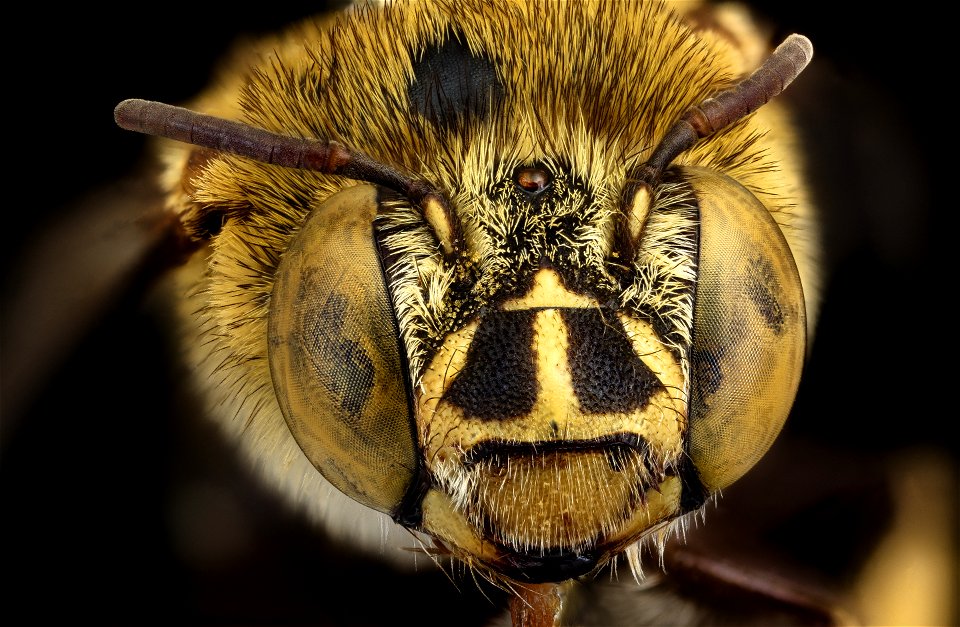 Amegilla stantoni, f, face, Los Banos_2021-11-10-18.57.33 ZS PMax UDR copy