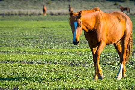 Wild Horses on the Buckhorn Byway