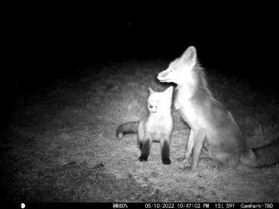 Fox Squad on the National Elk Refuge photo