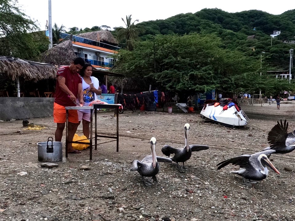 Fish Monger and Pelicans  Diving Taganga Colombia