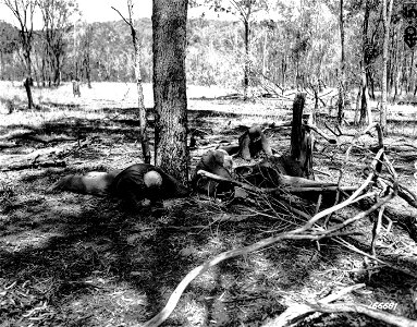 SC 166681 - Results of an attack on a dummy machine gun nest with hand grenades durign a demonstration given by an attacking platoon. Rockhampton, Australia. 27 November, 1942. photo