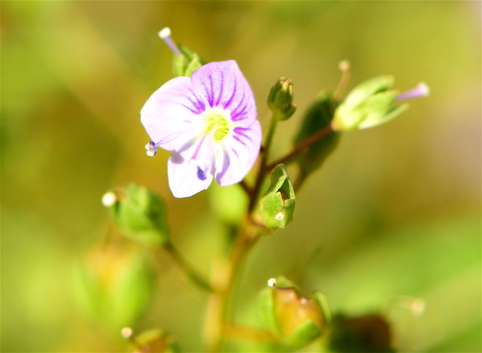 Water speedwell (Veronica anagallis-aquatica) at Seedskadee National Wildlife Refuge