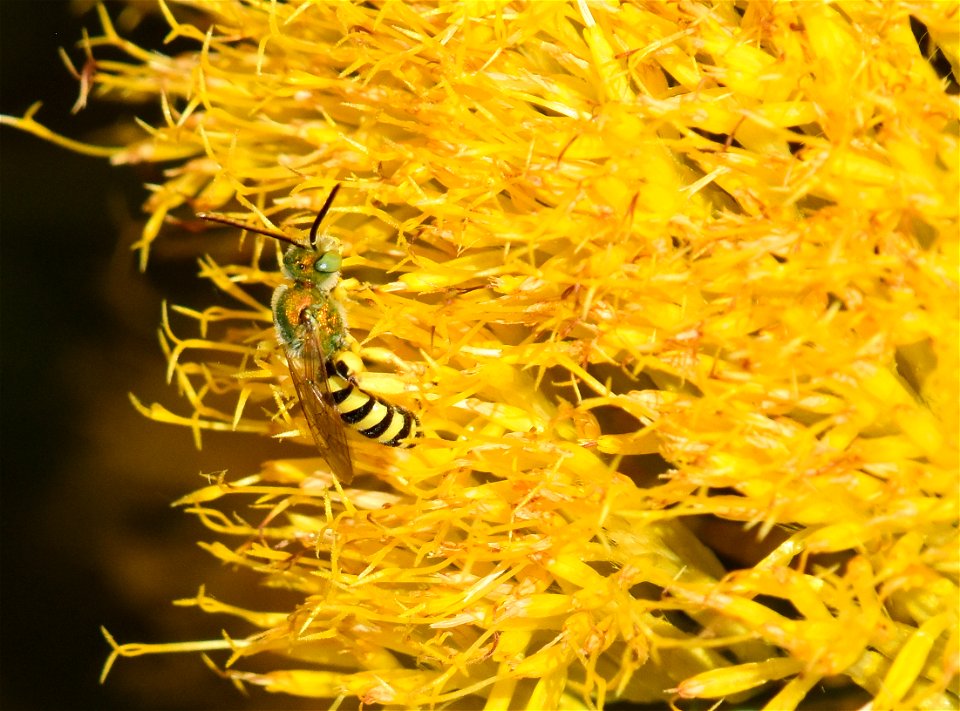 Sweat bee on rubber rabbitbrush at Seedskadee National Wildlife Refuge