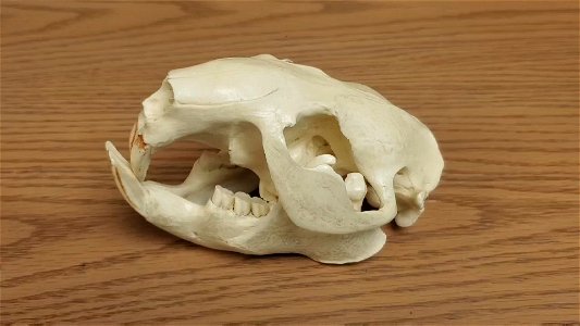 Beaver Skull Model at the Darrington Ranger Station, Mt. Baker-Snoqualmie National Forest. Video by Sydney Corral June 25, 2021 photo