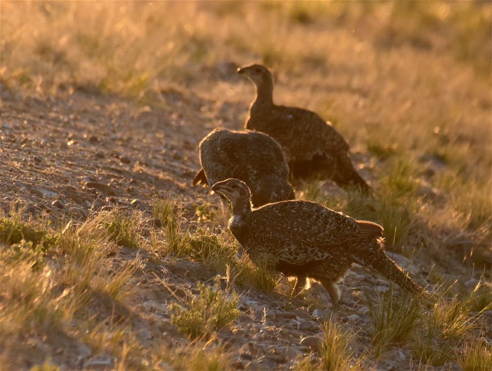 Greater sage-grouse at Seedskadee National Wildlife Refuge