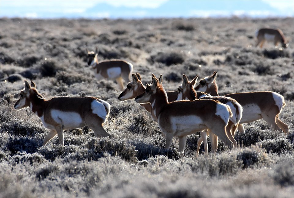 Pronghorn at Seedskadee National Wildlife Refuge