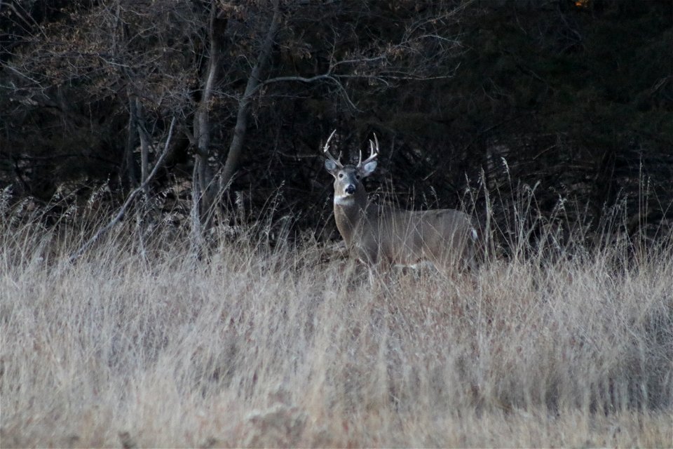 White-tailed Deer Karl E. Mundt National Wildlife Refuge South Dakota