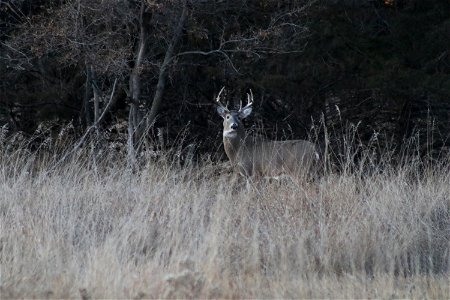 White-tailed Deer Karl E. Mundt National Wildlife Refuge South Dakota photo
