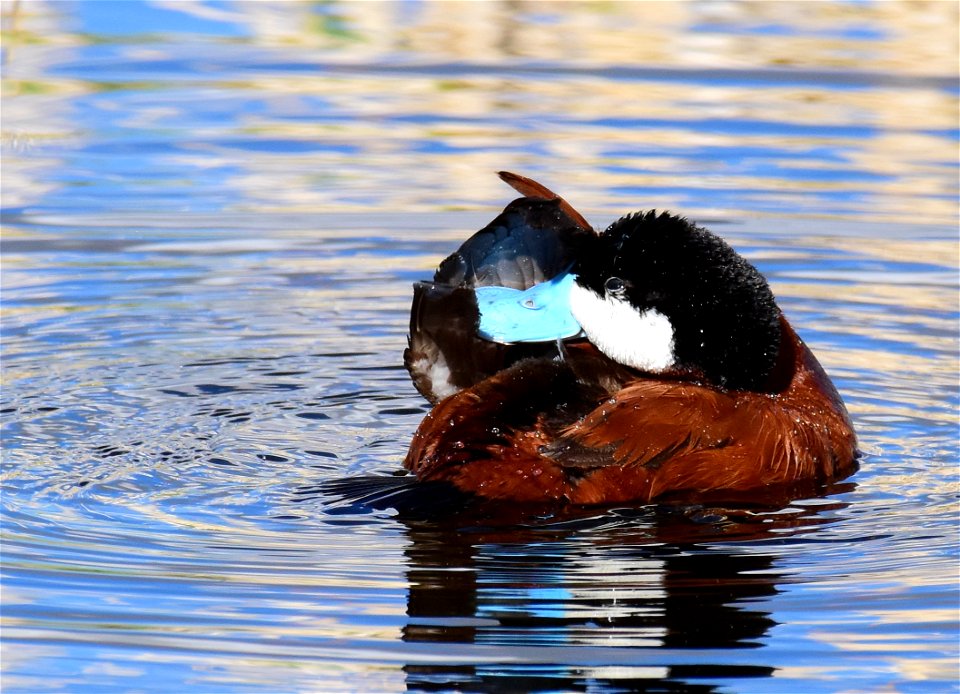Ruddy duck at Seedskadee National Wildlife Refuge