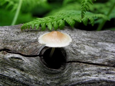 Mushroom in Tree Branch Hole photo