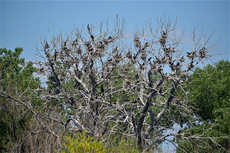 Double-crested Cormorants Nesting Lake Andes National Wildlife Refuge South Dakota photo