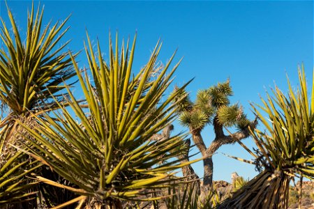 Yuccas against a Joshua tree photo