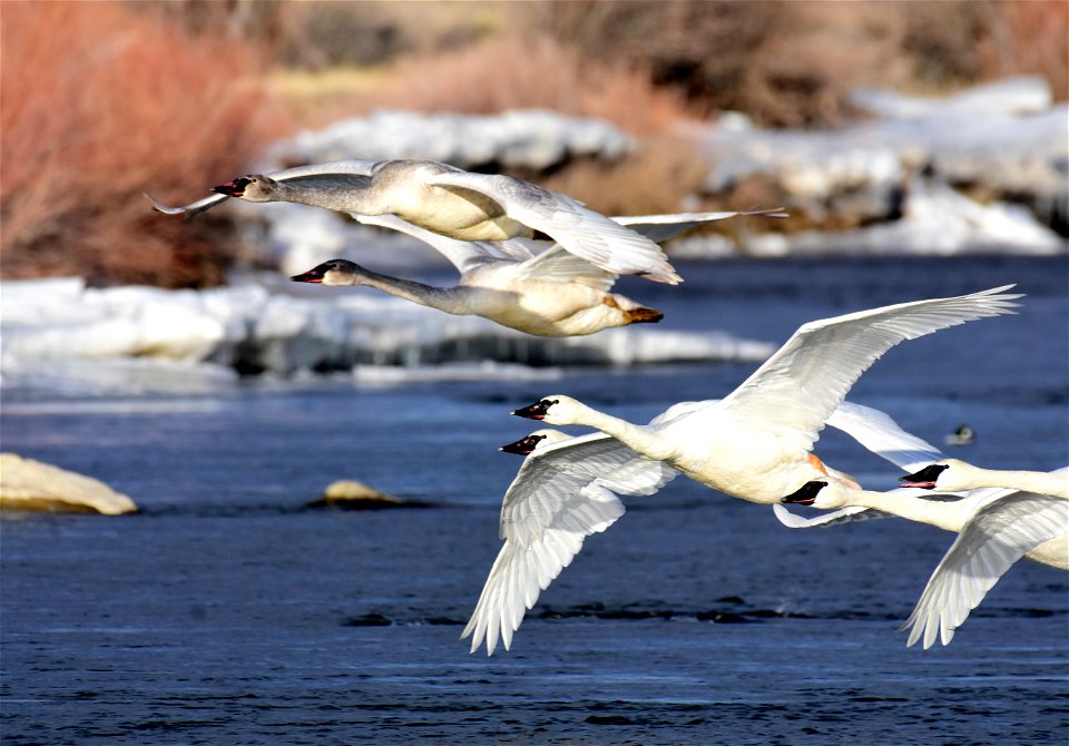 Trumpeter swan at Seedskadee National Wildlife Refuge