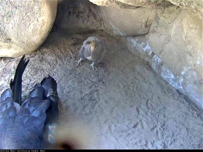 California condor #923 in its nest.