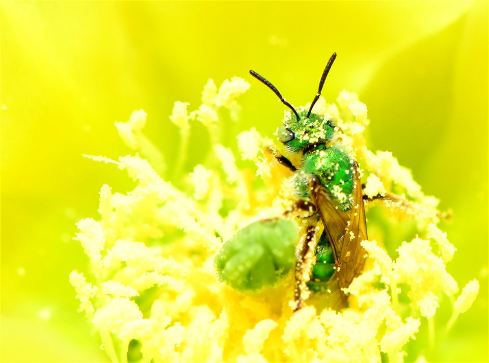 Metallic green sweatbee on prickly pear cactus at Pathfinder National Wildlife Refuge Wyoming
