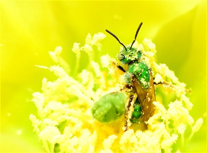 Metallic green sweatbee on prickly pear cactus at Pathfinder National Wildlife Refuge Wyoming