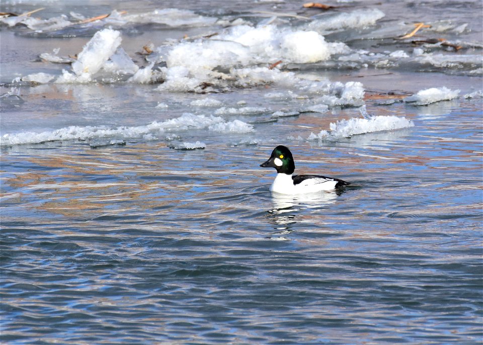 Common goldeneye at Seedskadee National Wildlife Refuge
