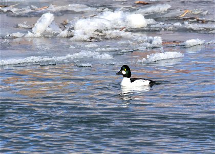 Common goldeneye at Seedskadee National Wildlife Refuge photo