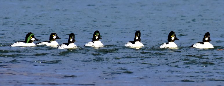 Common goldeneye at Seedskadee National Wildlife Refuge