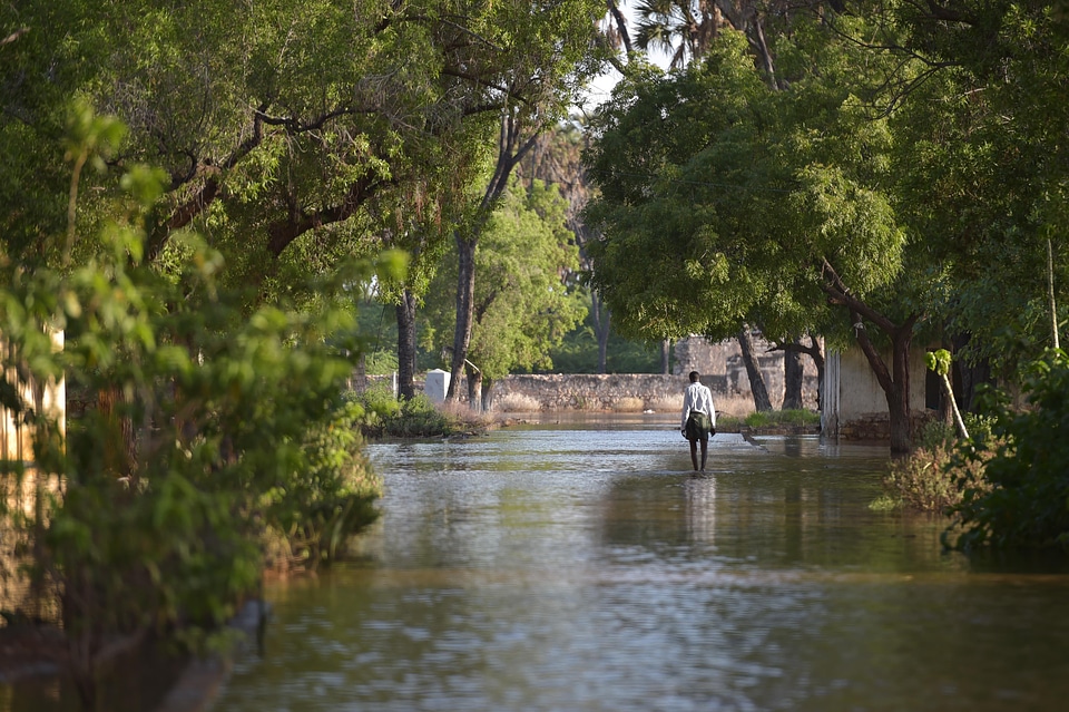 Trees natural disaster flood