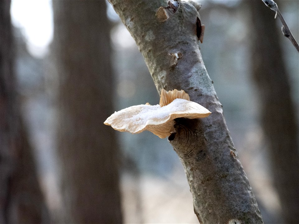 Snow on the polypore