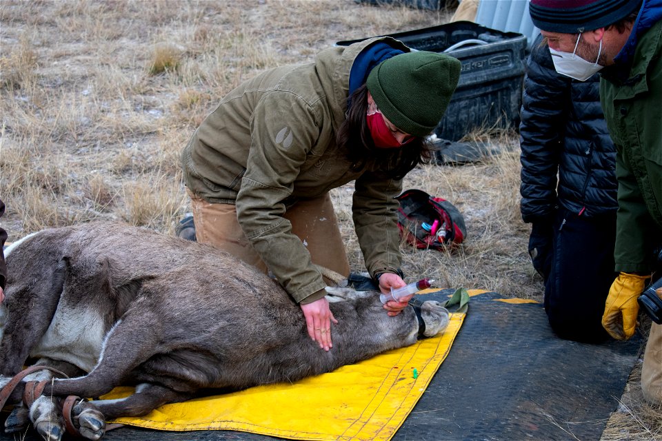 Bighorn Sheep Collaring Research