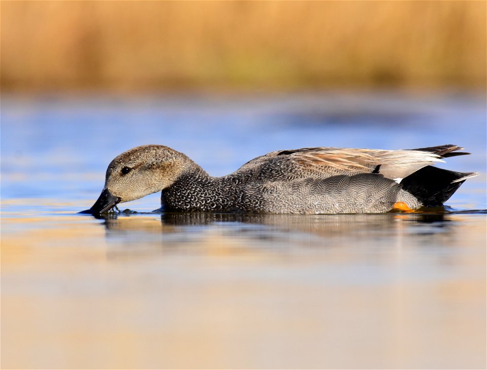 Gadwall at Seedskadee National Wildlife Refuge