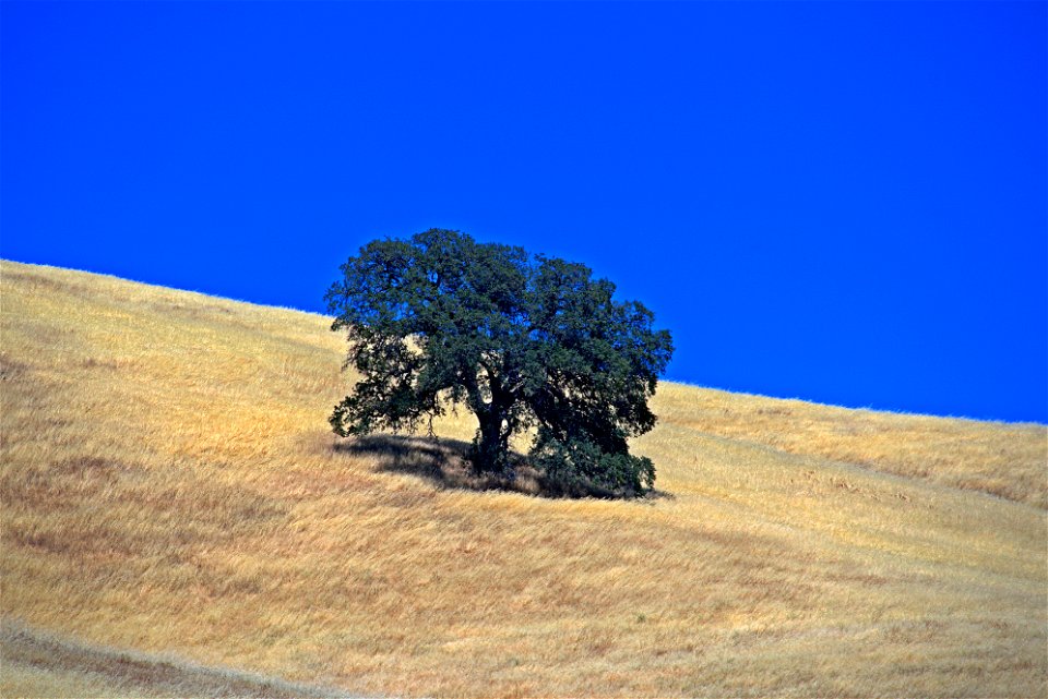Oaks of Capa Valley
