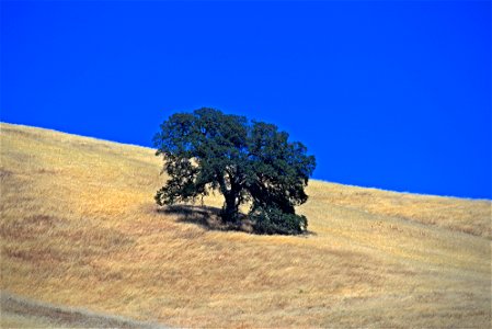 Oaks of Capa Valley