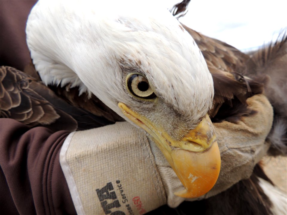 Bald eagle photo