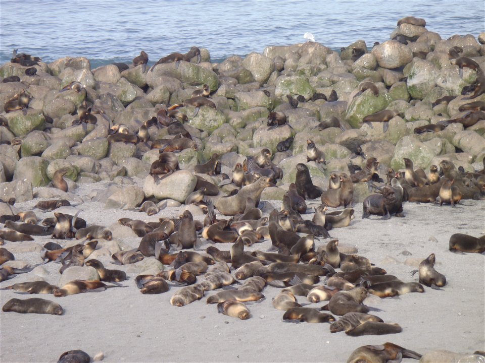 Northern fur seal rookery on Bogoslof Island photo