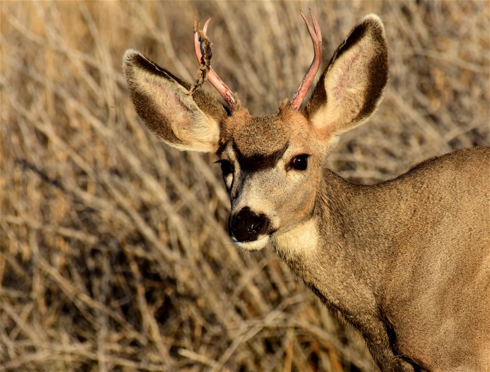 Mule deer at Seedskadee National Wildlife Refuge