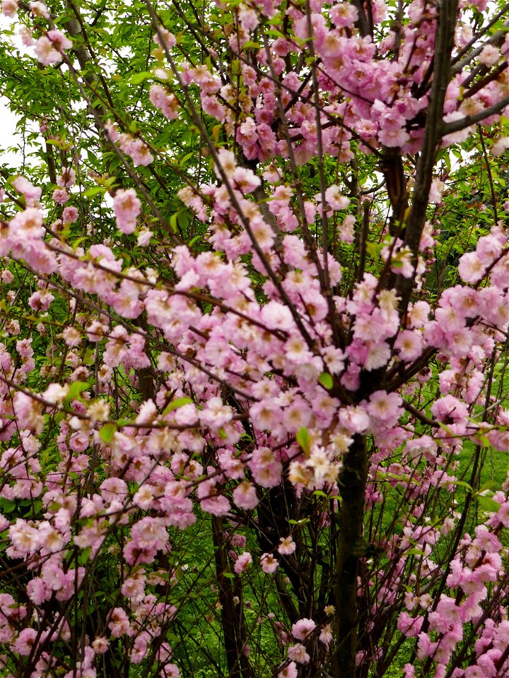 Herestrau Park in spring (146)