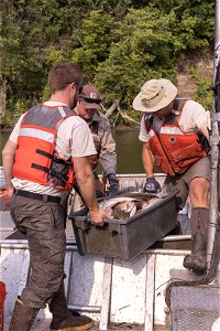 Invasive Carp Research on the James River in South Dakota. Photo: Sam Stukel (USFWS) photo